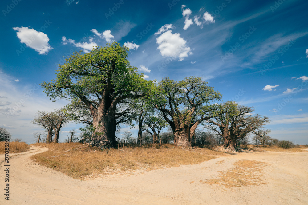 Baobab trees in Botswana near the winding dirt path under a bright blue sky with scattered clouds Baobab trees in Botswana near the winding dirt path under a bright blue sky with scattered clouds