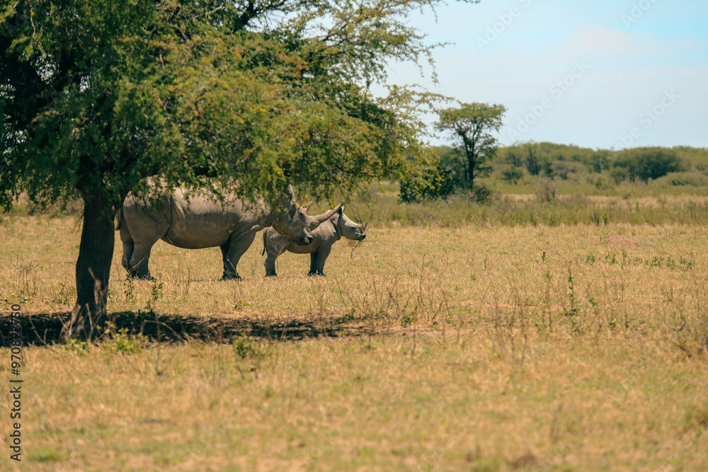 Fototapeta premium White rhinos grazing in a lush national park landscape in Botswana under a clear blue sky