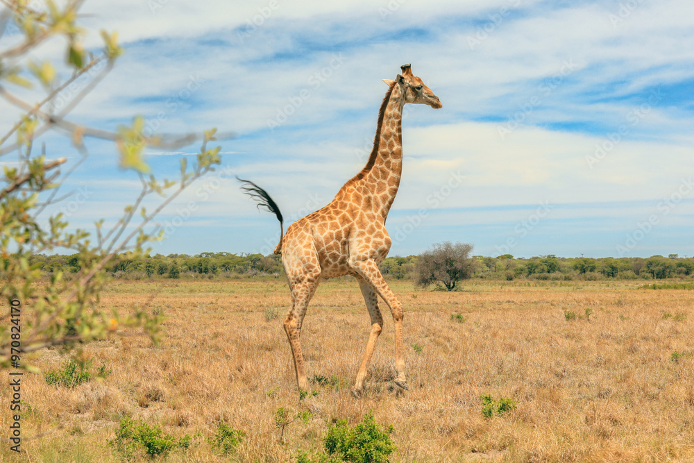 Obraz premium A majestic giraffe walks gracefully across the golden grasslands of a Botswana national park under a bright blue sky