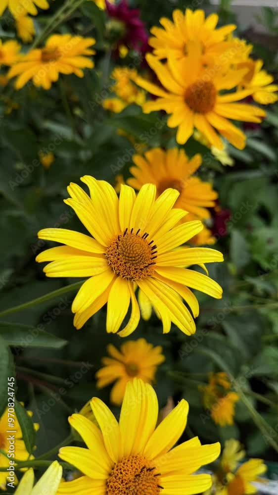 a yellow flower develops in the wind against a background of greenery, summer background, vertical video a yellow flower develops in the wind against a background of greenery, summer background, vertical video
