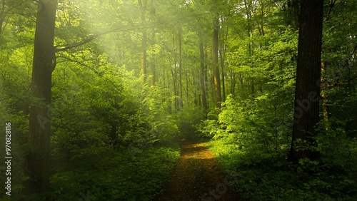 Peaceful Sunlit Forest Penetrating Trees with Lush Green Bushes, Peaceful Forest Landscape, Tree Trunks, and Grass