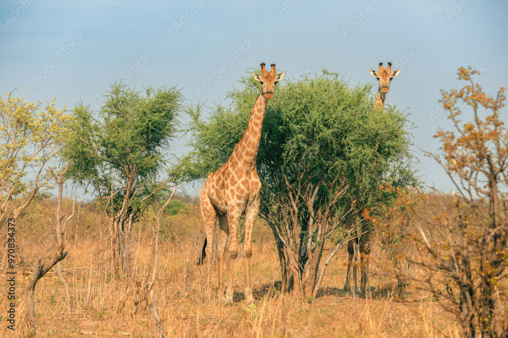 Fototapeta premium Two giraffes roaming the savannah landscape in Botswana's National Park during a sunny afternoon