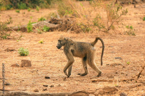 A lone baboon wanders through the arid landscapes of Botswana's national park during the golden hour