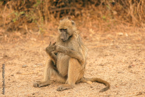 A baboon resting in the warm sun at a national park in Botswana, showcasing wildlife in its natural habitat