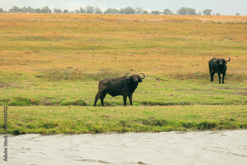 Buffaloes grazing near the riverbank in Botswana's national park during the early afternoon light Buffaloes grazing near the riverbank in Botswana's national park during the early afternoon light