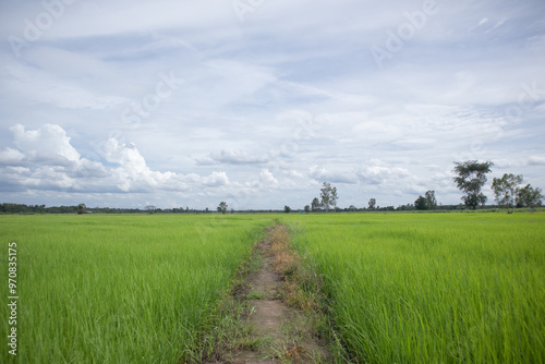 Green rice fields landscape with sky