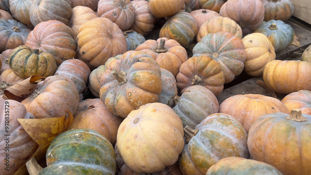 A close-up view of a pile of ripe pumpkins, ready for harvest in the fall