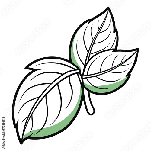 Basil leaf clip art, vector illustration on white background.