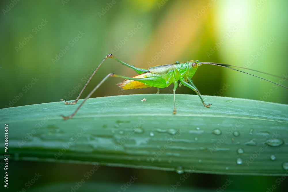 Fototapeta premium Conocephalus melaenus perched on green leaves