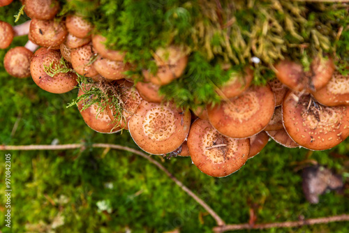 mushrooms, fungi, wild, forest, organic, nature, cluster, growth, edible, pileus, honey, agaric, Armillaria mellea, stump, basidiomycete, pipinky, fresh, fungus, green, ground, growing, natural, close photo