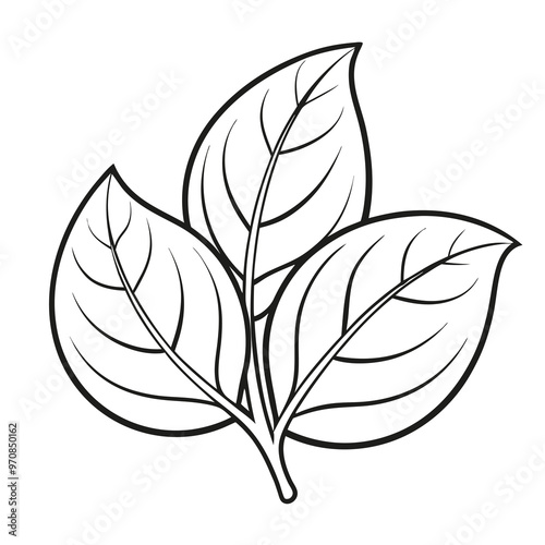 Basil leaf clip art, vector illustration on white background.