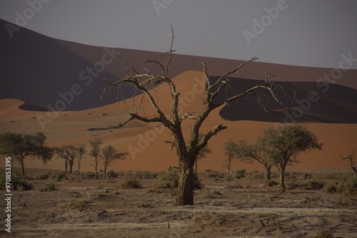 Fototapeta Naklejka Na Ścianę i Meble -  Desert landscape with barren tree and sand dunes.