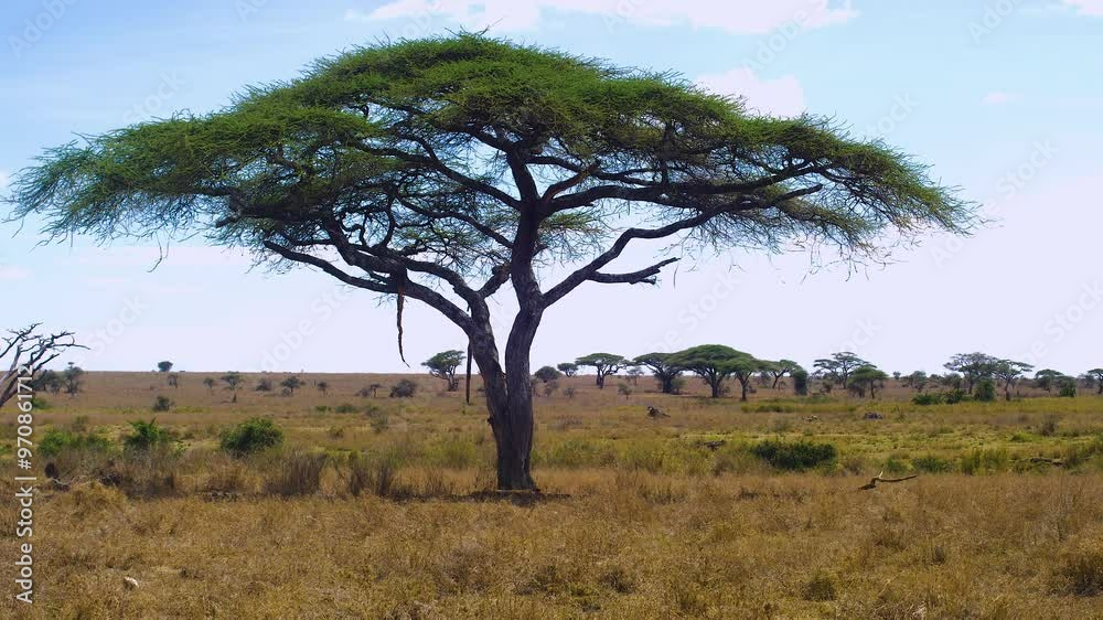 Majestic lion resting under tree in Serengeti savannah wildlife nature scene Majestic lion resting under tree in Serengeti savannah wildlife nature scene