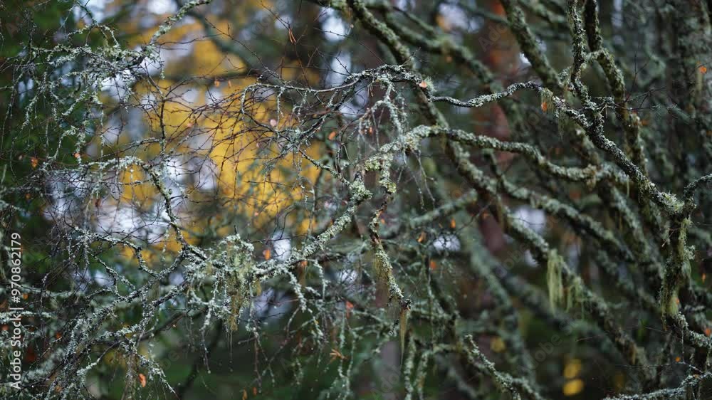 Tangled, gnarled, and of mossy branches of the birch tree with golden fall foliage faintly glowing in the background.Parallax shot, bokeh background. Tangled, gnarled, and of mossy branches of the birch tree with golden fall foliage faintly glowing in the background.Parallax shot, bokeh background.
