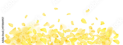 Yellow falling rose or sunflowers petals.Transparent panoramic horizontal background.Amber flower spring template.