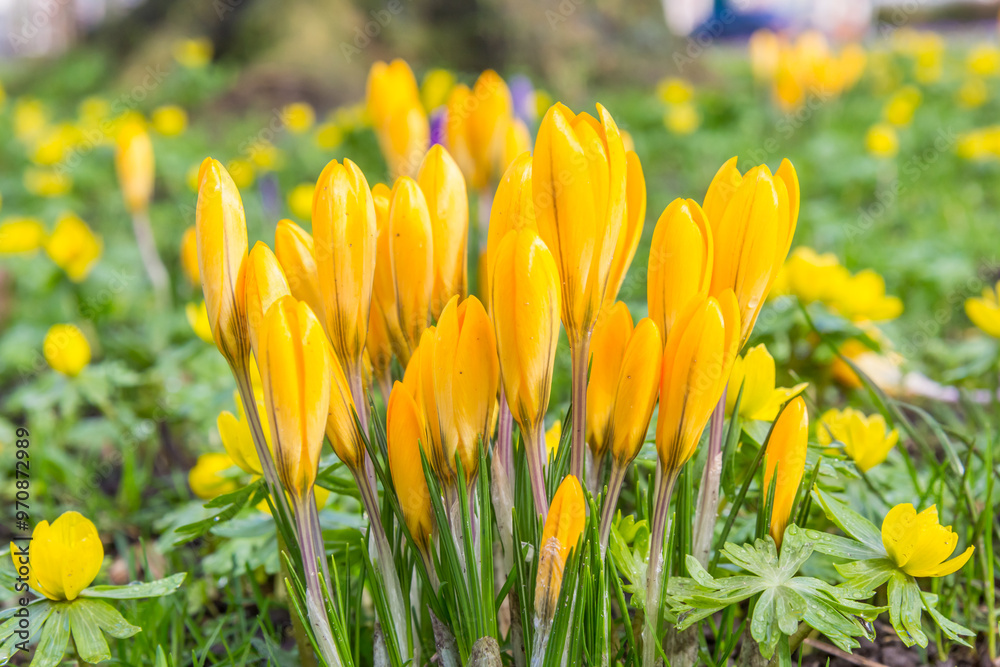 Colorful yellow crocus flowers in spring in Groningen