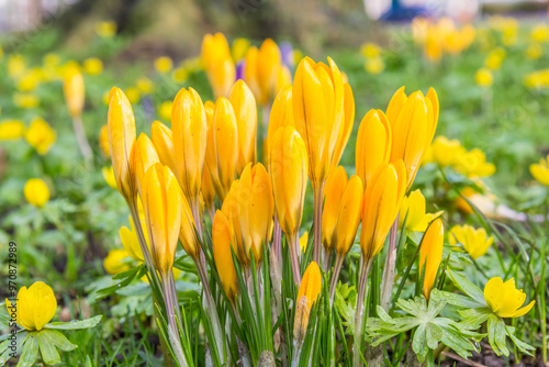 Obraz na płótnie Colorful yellow crocus flowers in spring in Groningen w salonie