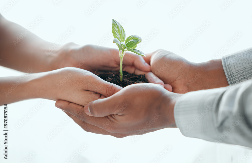 People, hands and support with plant in studio, sustainability and gardening conservation for earth day. Agriculture, teamwork and leaf in soil fertilizer for development, growth and white background People, hands and support with plant in studio, sustainability and gardening conservation for earth day. Agriculture, teamwork and leaf in soil fertilizer for development, growth and white background