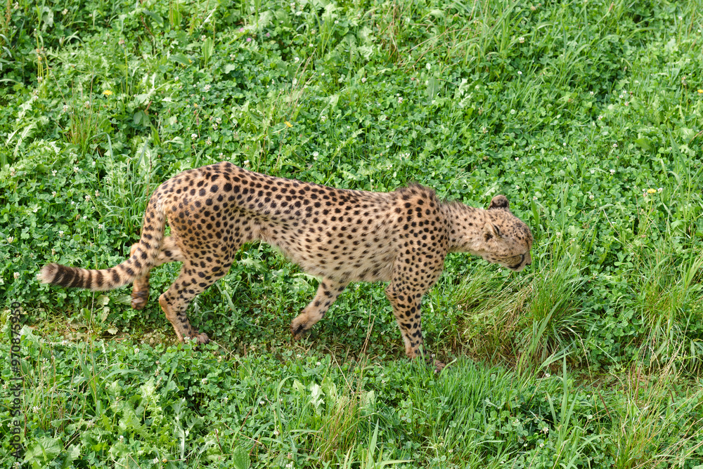 cheetah on green grass, predator in natural environment cheetah on green grass, predator in natural environment