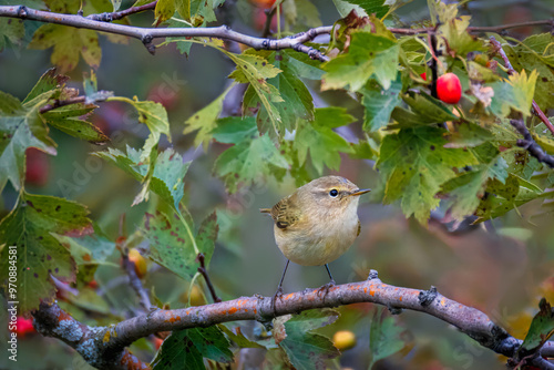 On a cloudy fall evening, a common chiffchaff sits on the bush branch with red berries toward the camera lens. photo