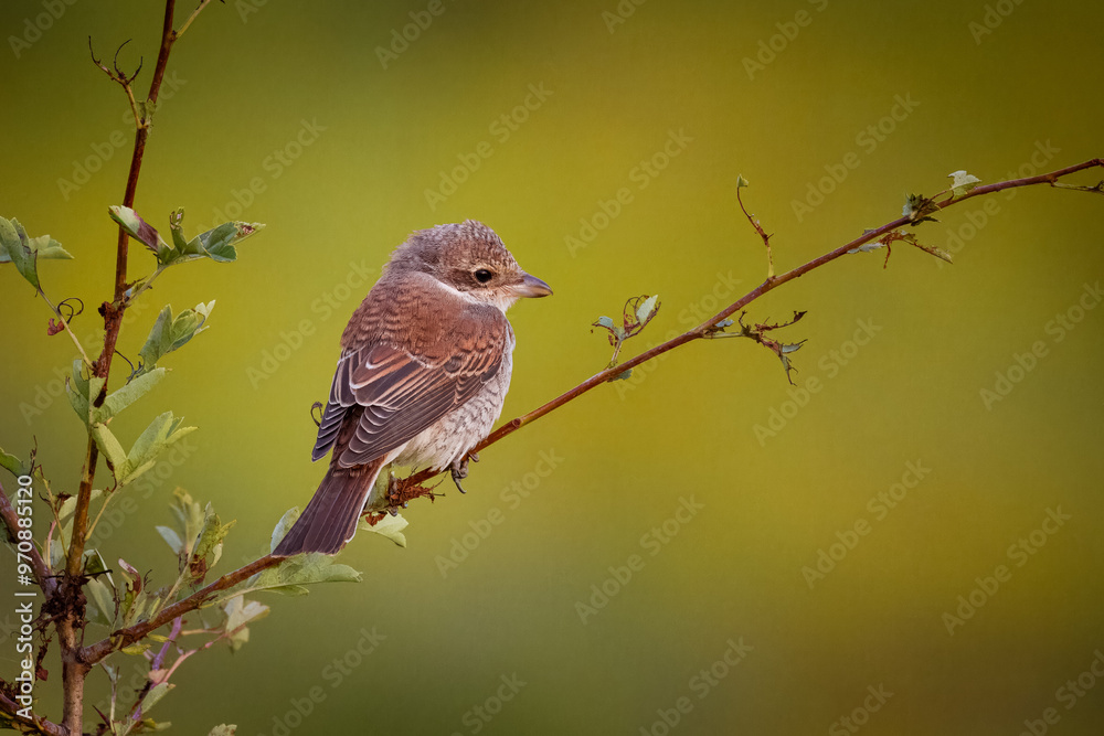 A young red-backed shrike sits on the thin branch with small bush leaves on a sunny summer evening. A young red-backed shrike sits on the thin branch with small bush leaves on a sunny summer evening.