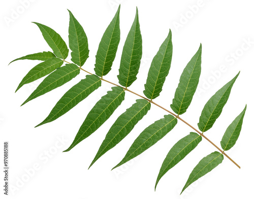 Leaf of the neem tree Azadirachta indica, with thin elongated leaflets connected on one branch photo