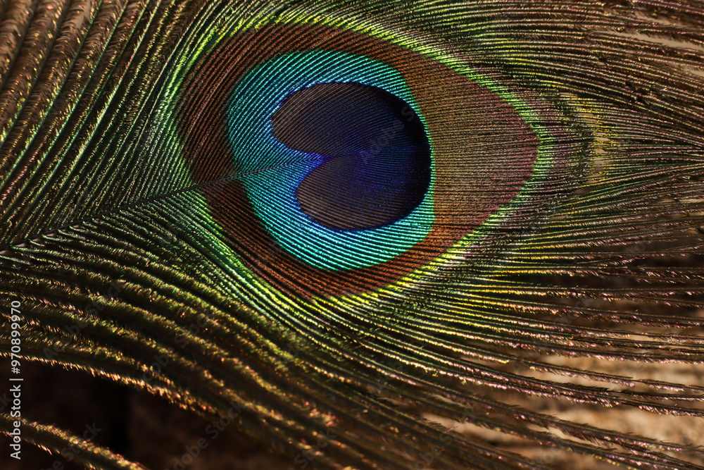 Obraz premium Peacock feather closeup. Selective focus.