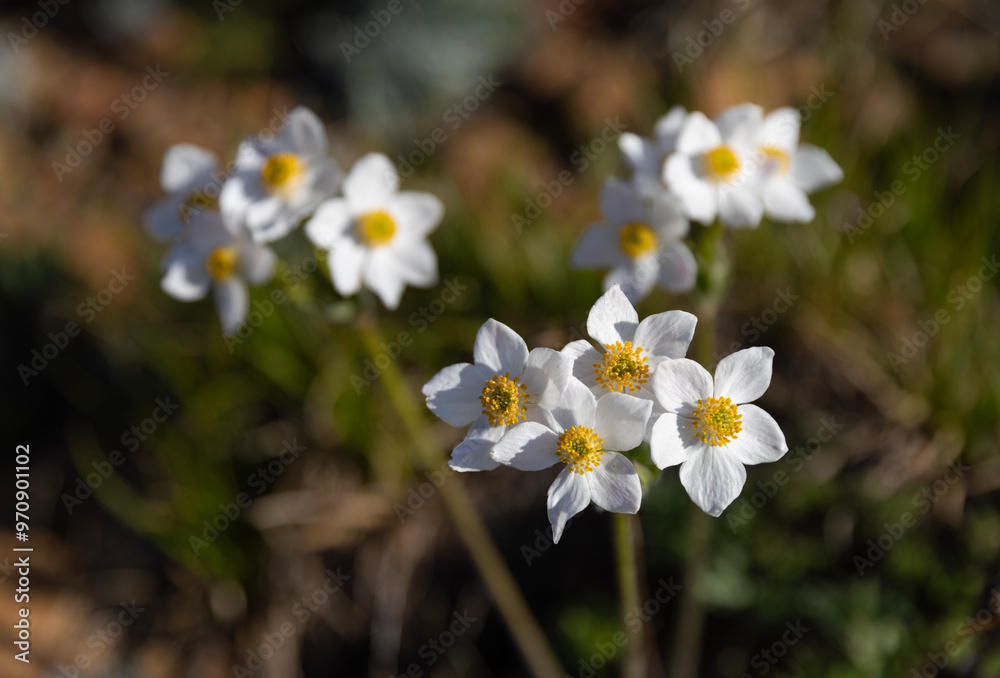 Anemone narcissiflora, Ranunculaceae. Wild plant shot in summer. Anemone narcissiflora, Ranunculaceae. Wild plant shot in summer.