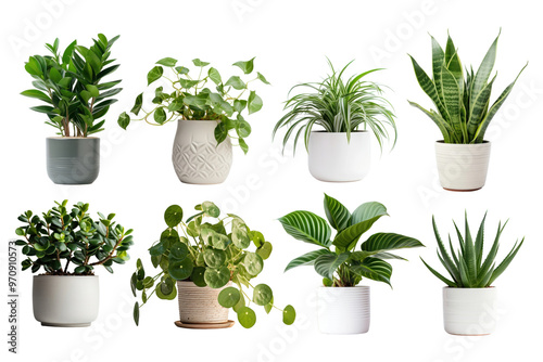 PNG potted houseplant element set, transparent background