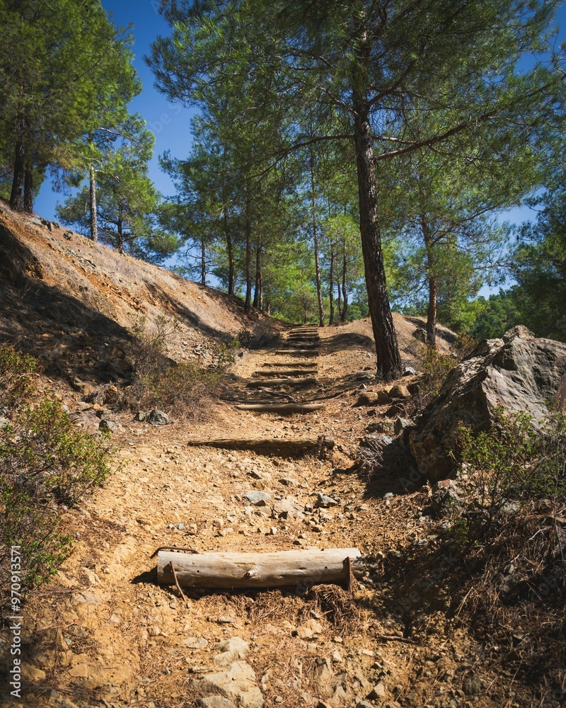 Scenic forest trail with wooden steps under a clear sky Scenic forest trail with wooden steps under a clear sky