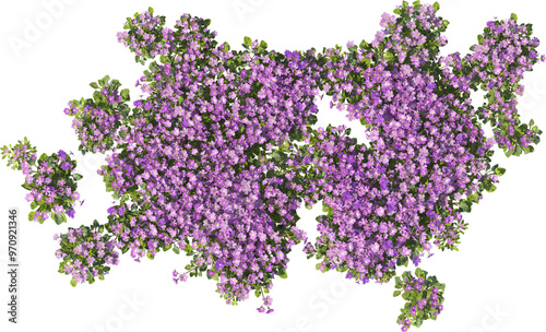 Obraz na płótnie rrimula tenella hq arch viz cutout plants flowering violet w salonie
