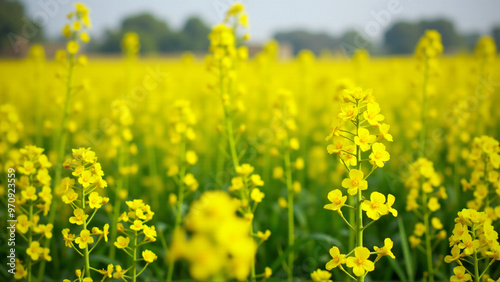 Golden Mustard Flower Fields: Vibrant Yellow Blooms in Countryside