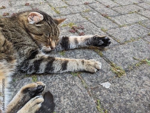 Alter behinderter Kater beim chillen - Copyspace Animal - Old disabled cat chilling photo