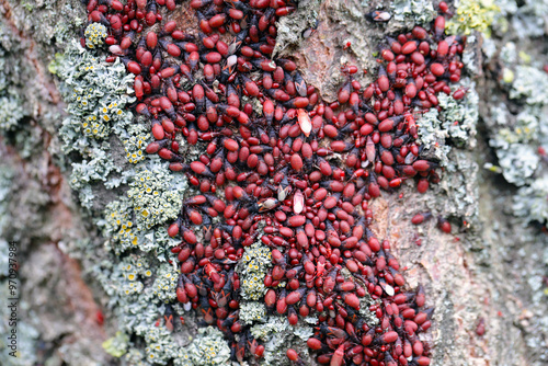 Linden bug or mallow bug (Oxycarenus lavaterae). A huge aggregation of insects on the bark of a tree. photo