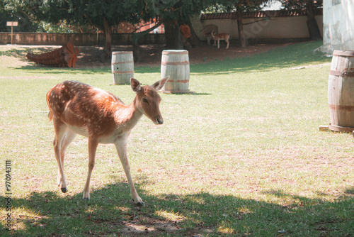 A deer is walking in the park
