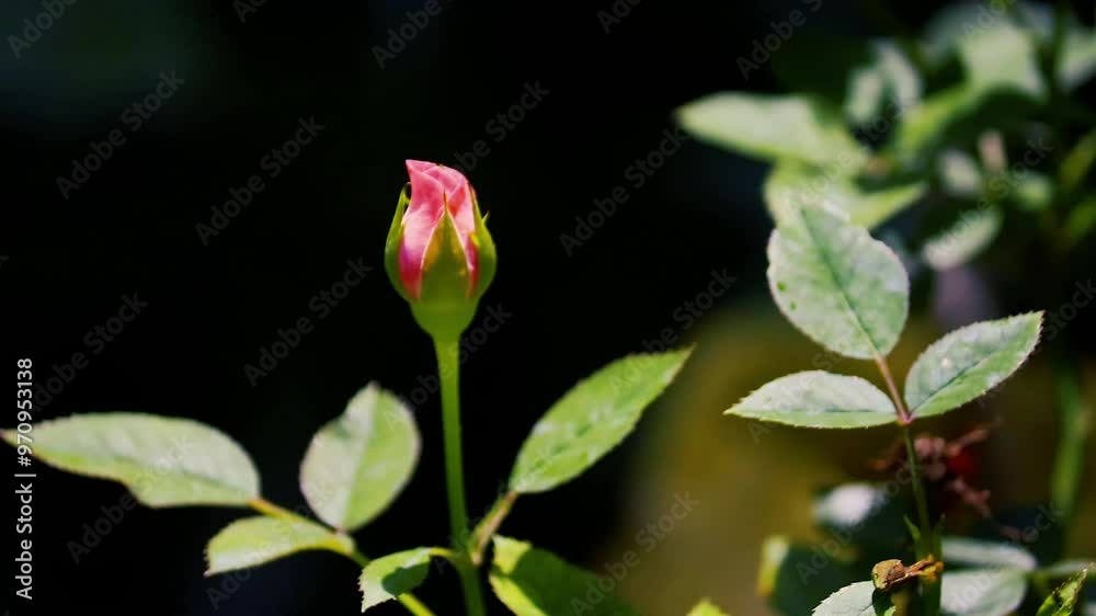Beautiful pink roses flower in the garden Beautiful pink roses flower in the garden