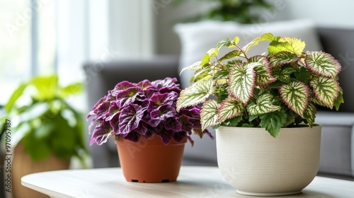 Two different potted painted nettle Coleus Blumei plants in flower pots on table in living room