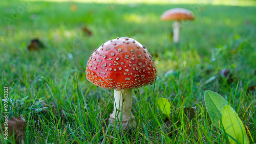 A charming autumn forest scene featuring a variety of mushrooms growing on the forest floor. The photo captures the rich, earthy tones of fallen leaves and the diverse shapes and colors of the mushroo