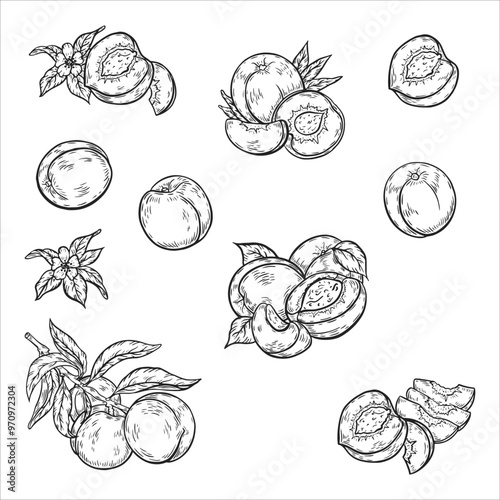 Linear drawing of a peach. Vintage peach, blossom fruits and branches for juice label. Vector black ink outline of food sketch illustration with juicy piece and peel of fruit for health fresh drinks