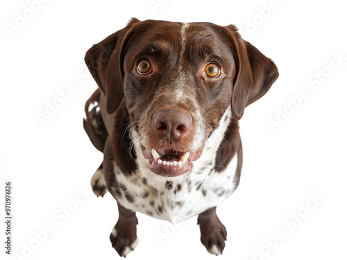 Realistic dog birds-eye view image on transparent background. Ai generated.