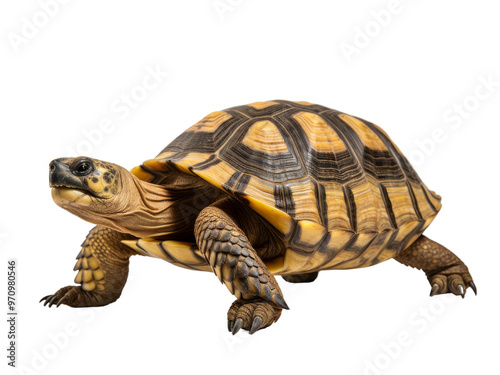 Realistic Turtle image on transparent background. Ai generated.