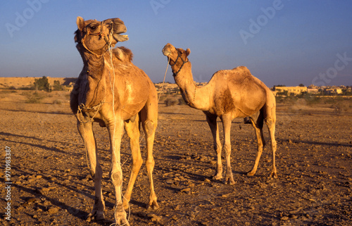 Camels at the Bikaner Camel Festival in the Town of Bikaner in the Province of Rajasthan in India. India, Bikaner, January, 1998