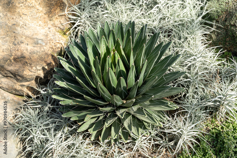 Fototapeta premium A close-up view of an agave plant surrounded by treasure-flower and greenery.