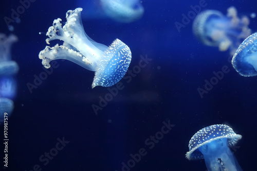 Tropical Jellyfish Phyllorhiza punctata white-spotted jellyfish aka floating bell, Australian spotted jellyfish underwater in aquarium of Monaco oceanography museum photo