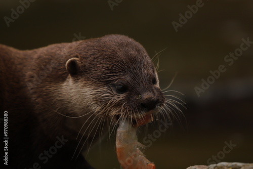 close up of a otter
