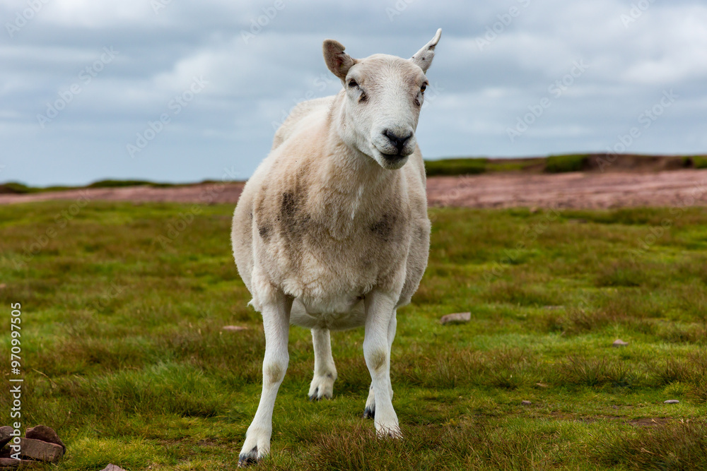 Obraz premium Curious sheep at the summit of Pen-y-Fan, the tallest peak in the Brecon Beacons, Wales