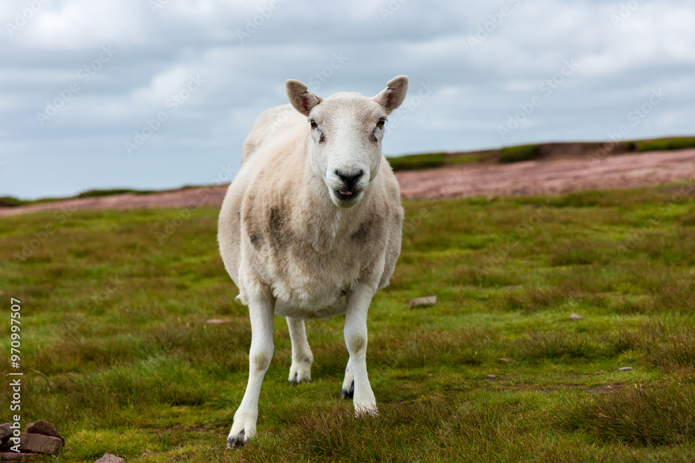 Curious sheep begging for food on the summit of Pen-y-Fan in the Brecon Beacons Curious sheep begging for food on the summit of Pen-y-Fan in the Brecon Beacons