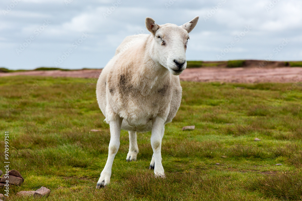 Curious sheep at the summit of Pen-y-Fan, the tallest peak in the Brecon Beacons, Wales Curious sheep at the summit of Pen-y-Fan, the tallest peak in the Brecon Beacons, Wales
