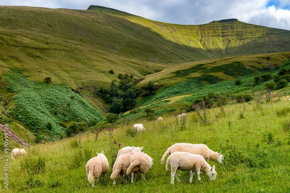 Flock of sheep grazing below Pen-y-Fan and Corn Du in the Brecon Beacons, Wales