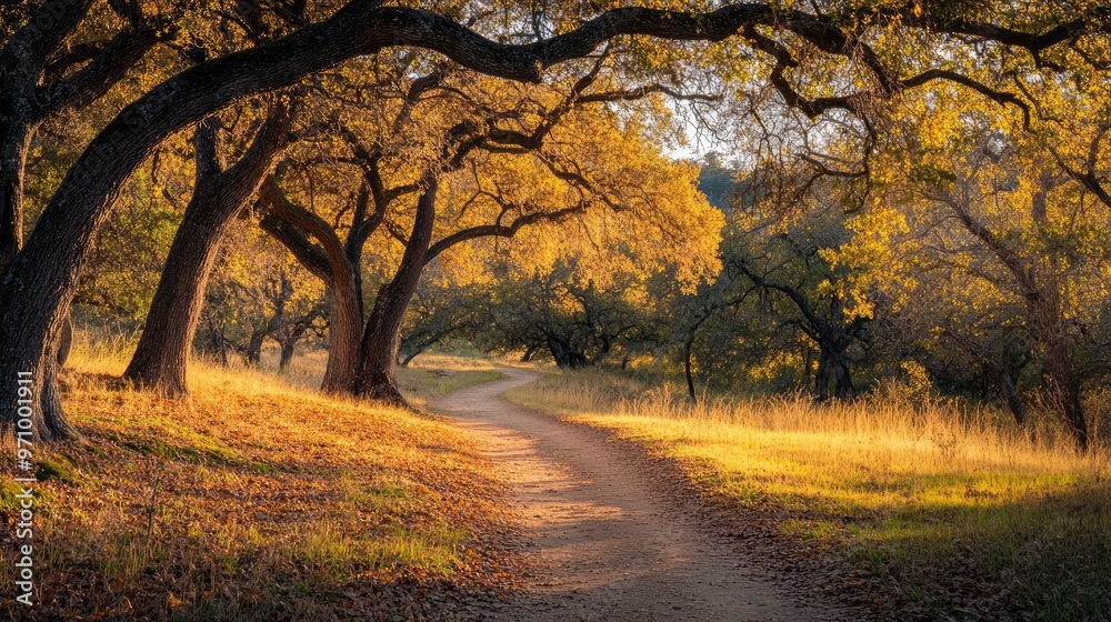 Winding Trail Blanketed by Golden Autumn Leaves with Oaks Winding Trail Blanketed by Golden Autumn Leaves with Oaks